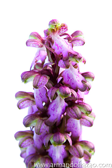 Orqudeas Selvagens de Portugal