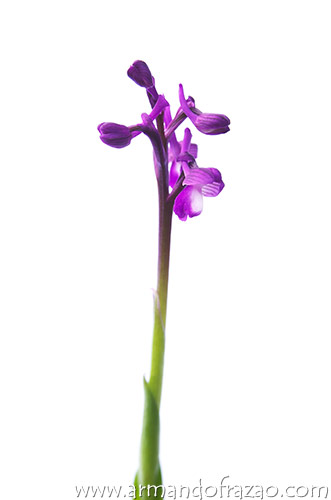 Orqudeas Selvagens de Portugal