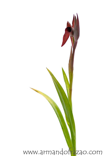 Orqudeas Selvagens de Portugal